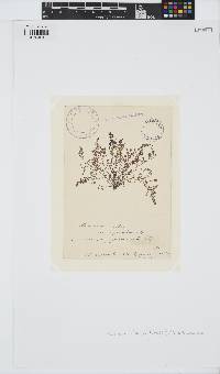 Laurencia obtusa image