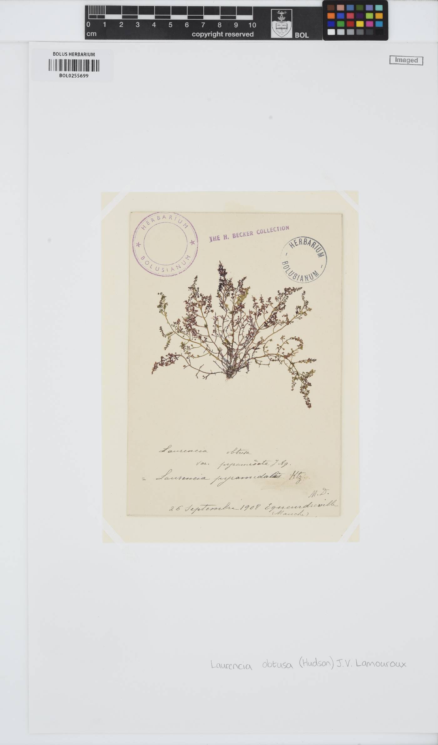 Laurencia obtusa image