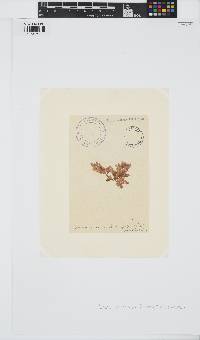 Laurencia obtusa image