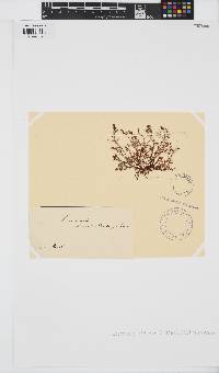 Laurencia obtusa image