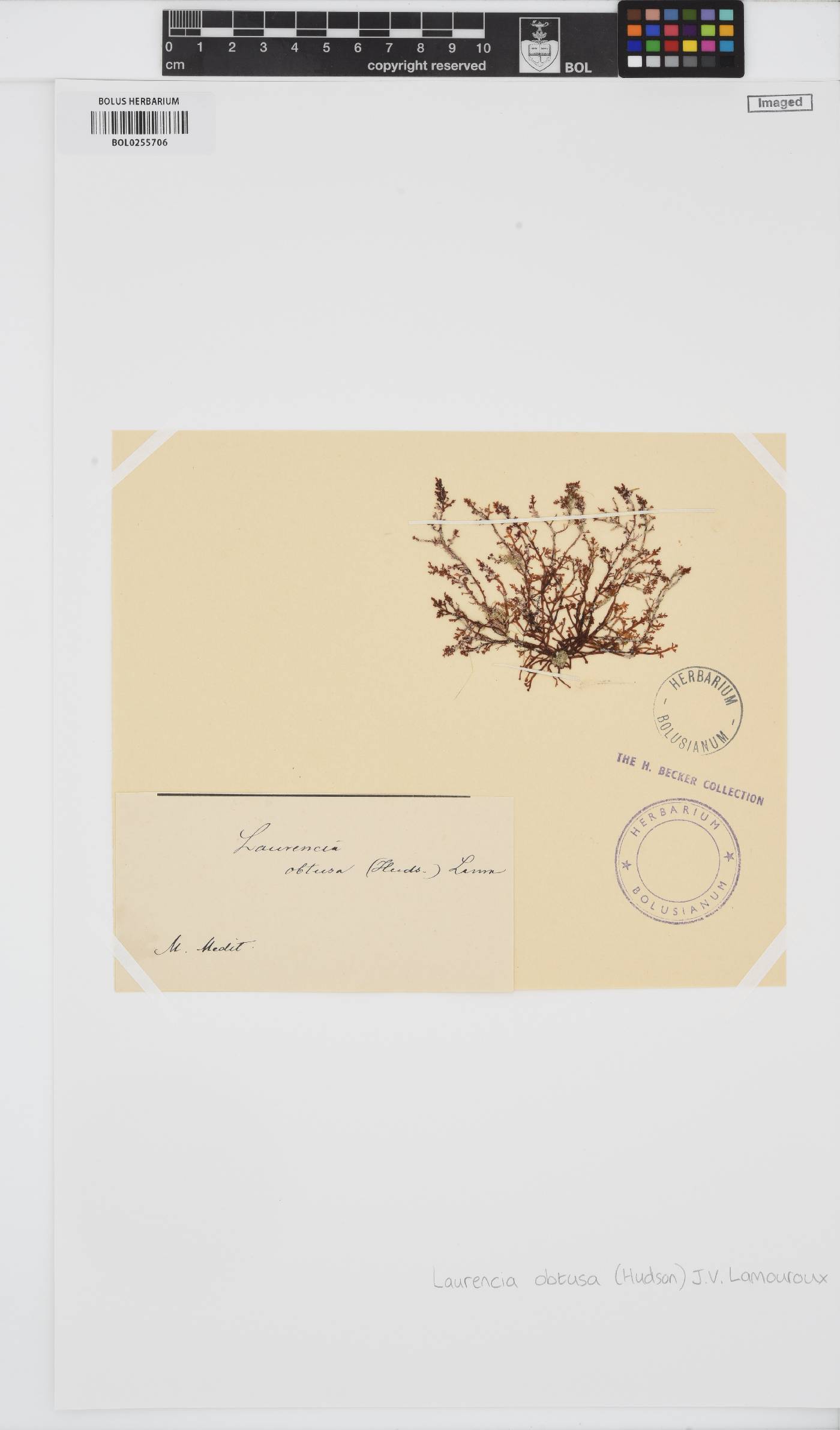 Laurencia obtusa image