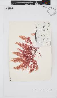 Laurencia dendroidea image
