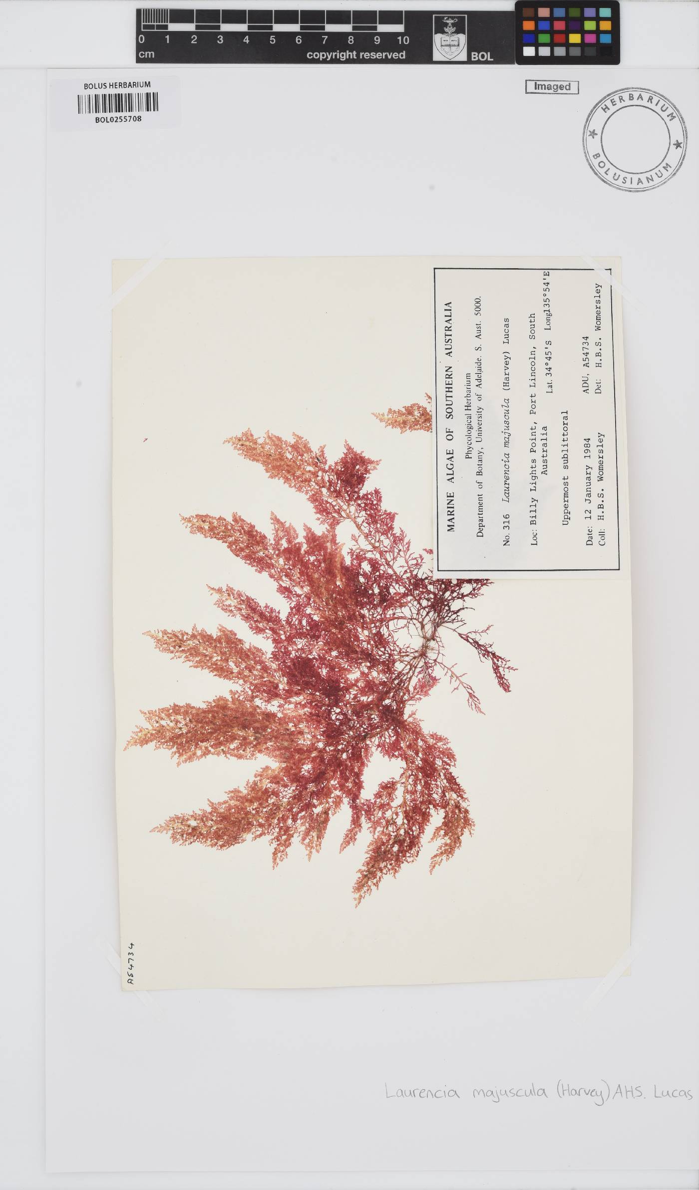 Laurencia dendroidea image