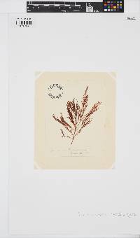Corynecladia elata image