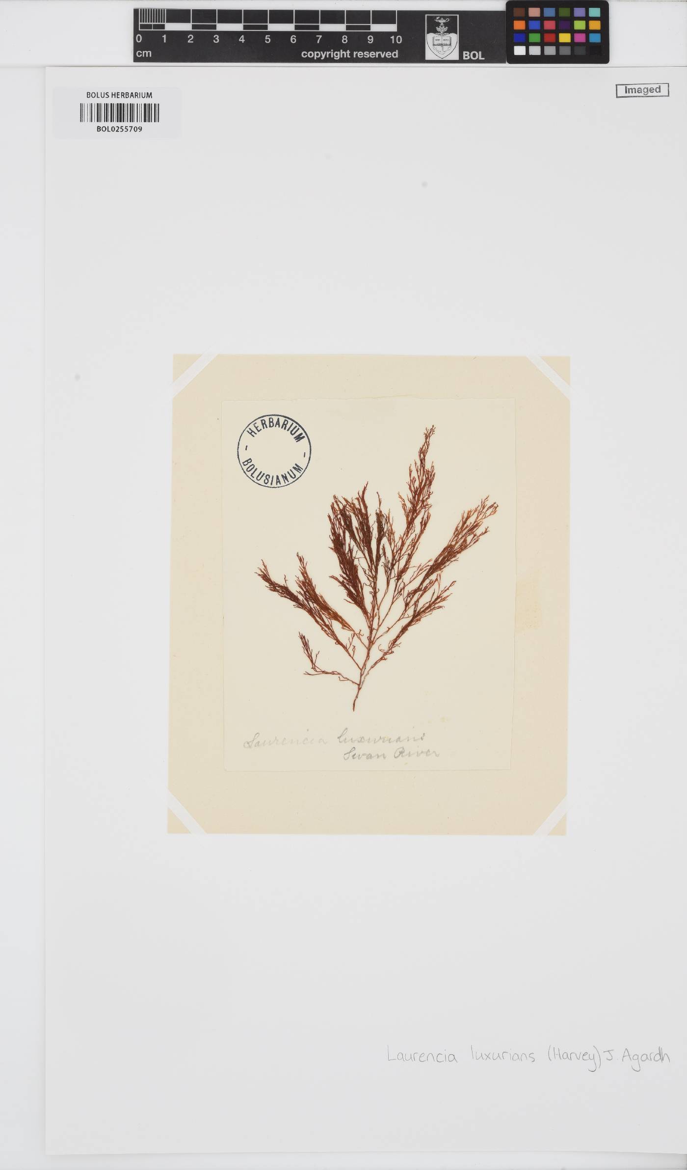 Corynecladia image
