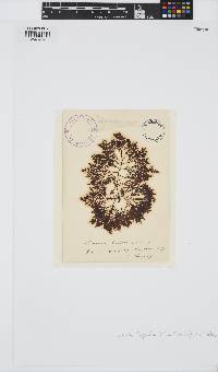Osmundea hybrida image