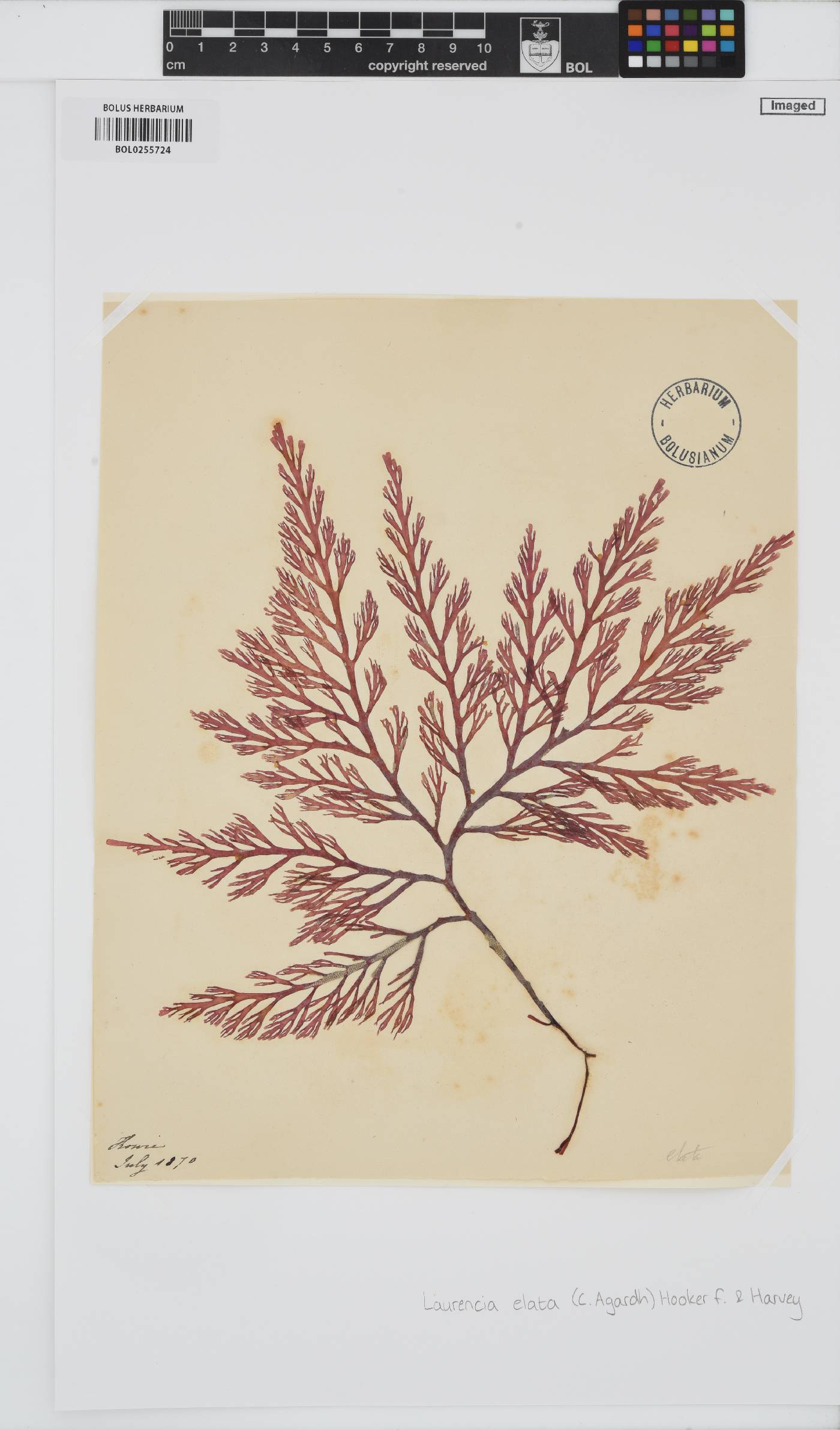 Corynecladia image