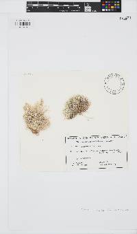 Jania verrucosa image