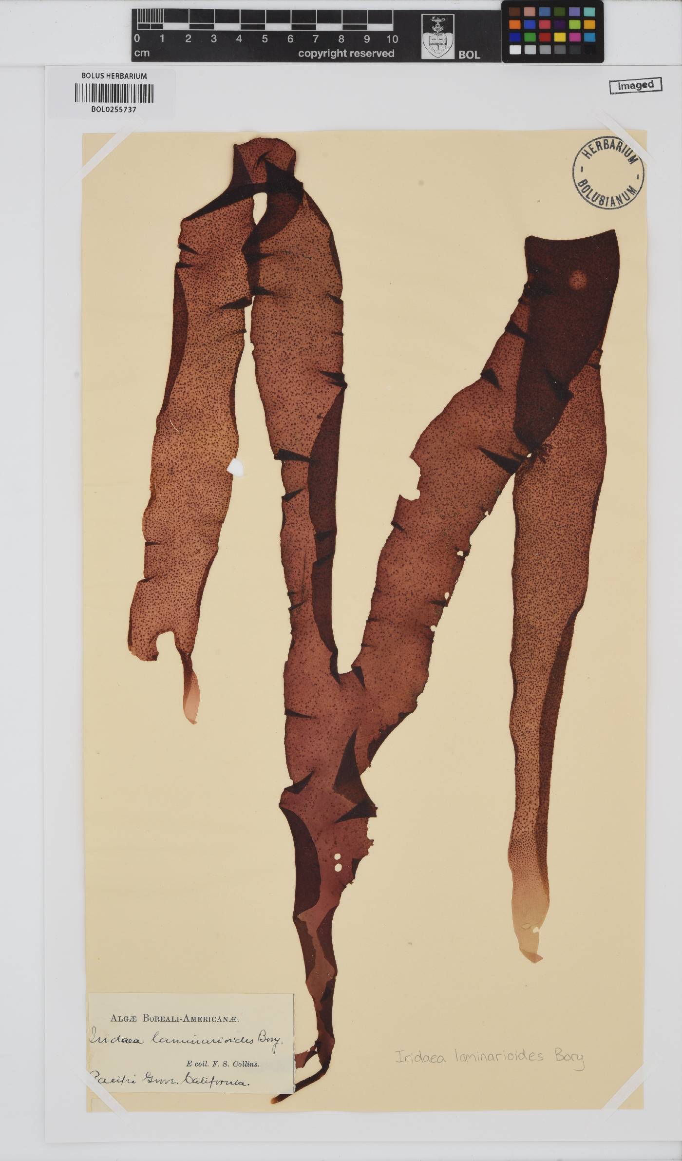 Mazzaella laminarioides image