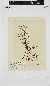 Phacelocarpus peperocarpos image