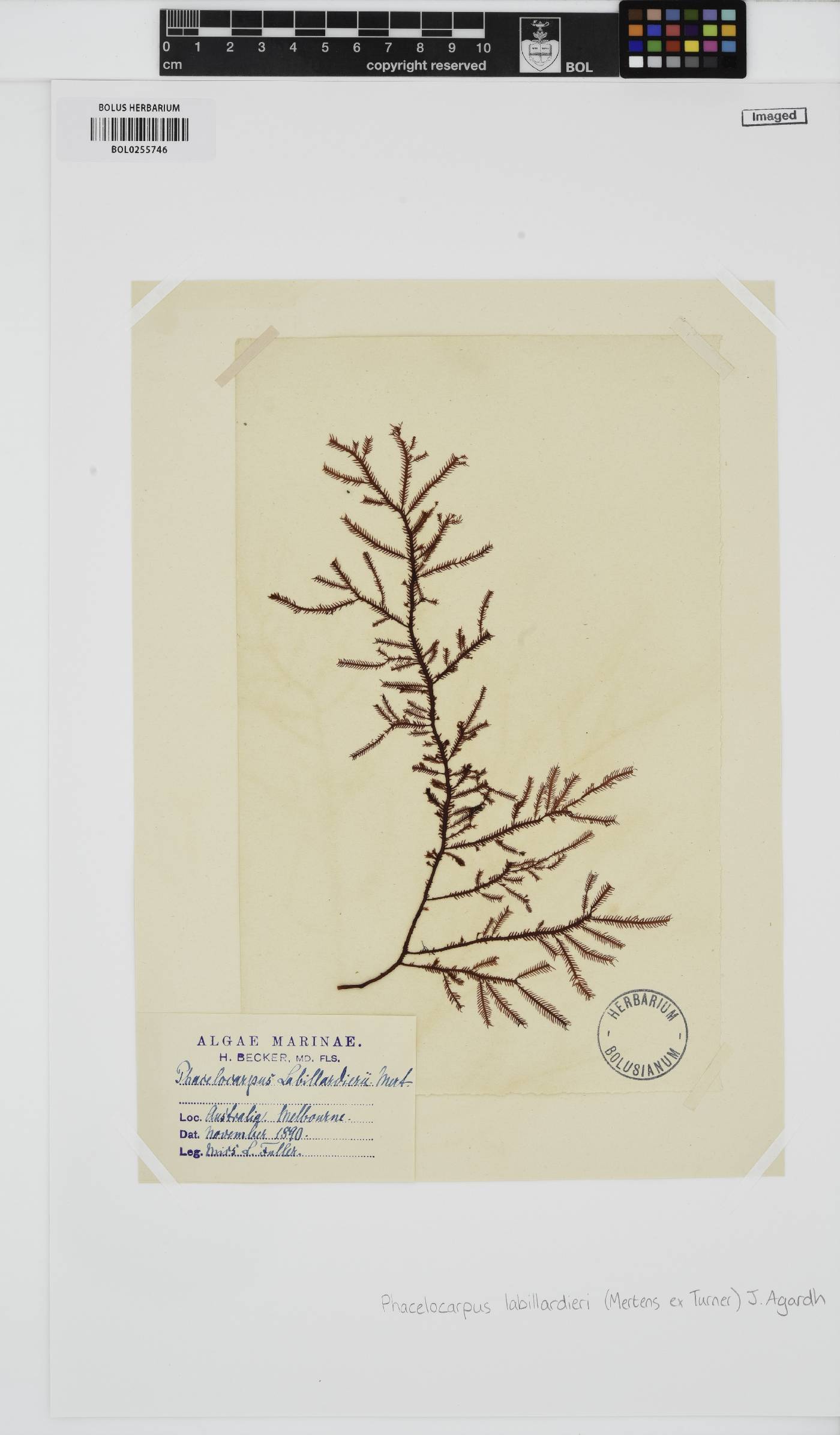 Phacelocarpus peperocarpos image