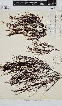 Image of Phacelocarpus complanatus