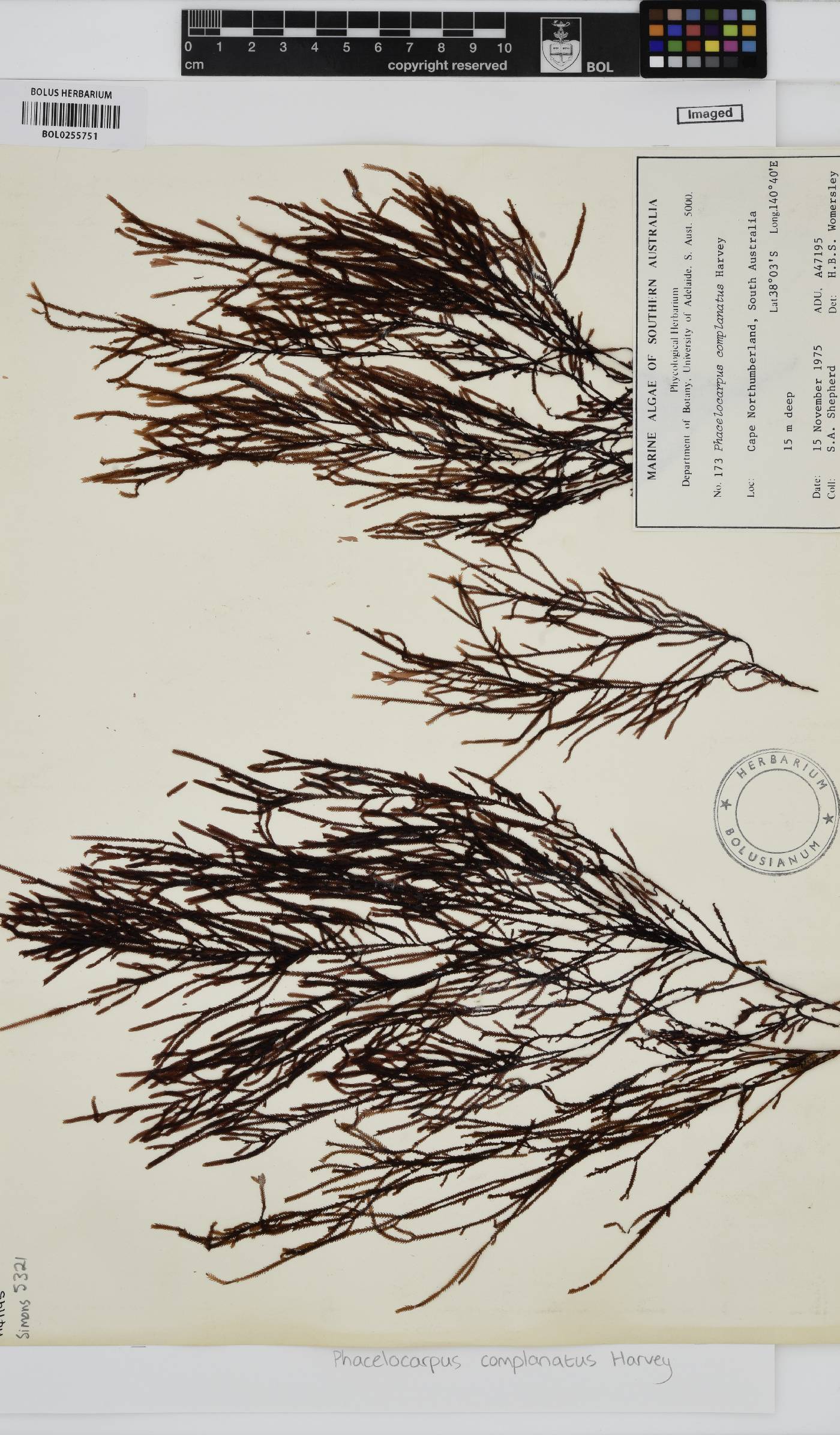 Phacelocarpus complanatus image