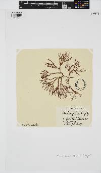 Phacelocarpus apodus image