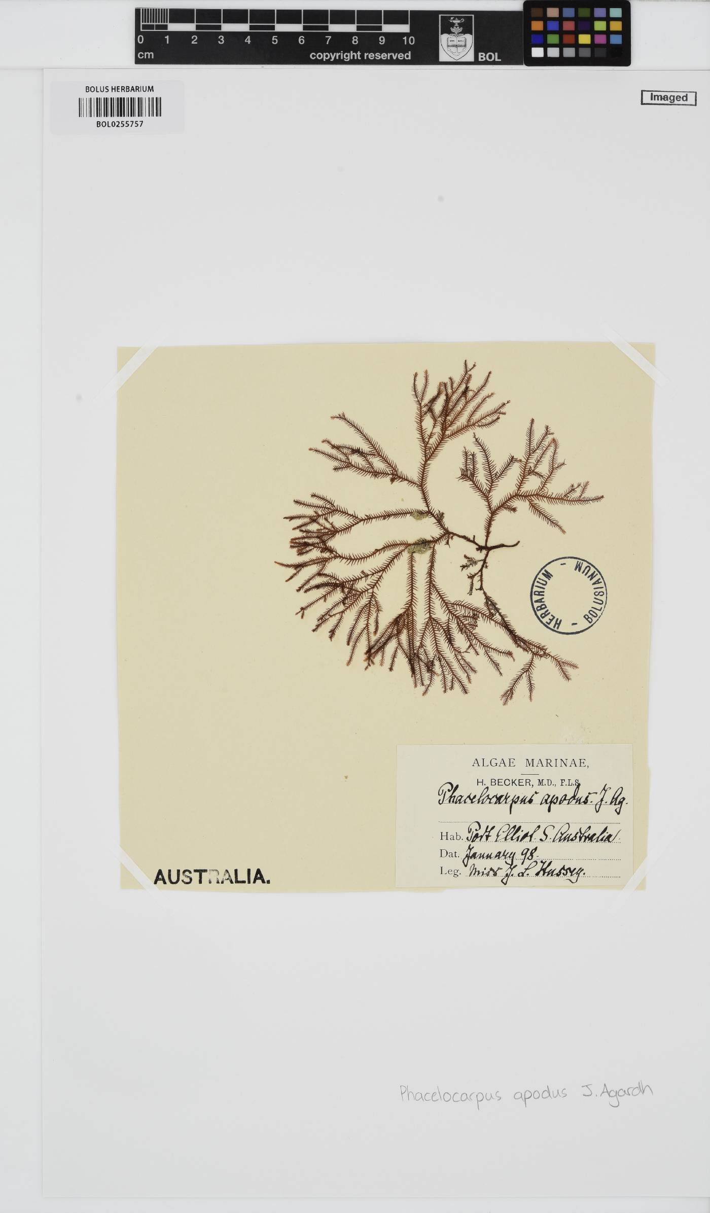 Phacelocarpus apodus image