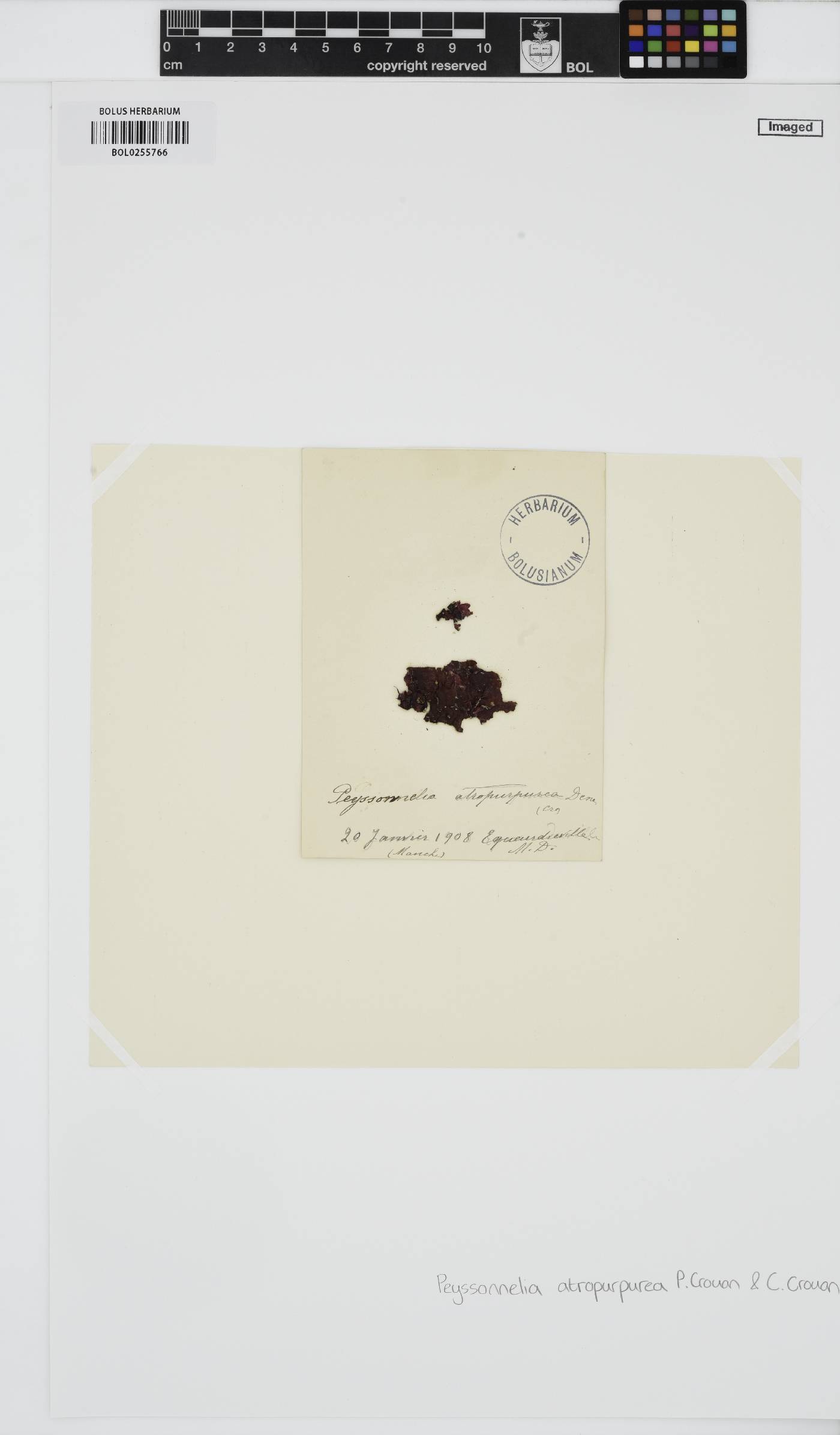 Olokunia atropurpurea image