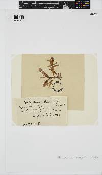 Image of Crassilingua marginifera