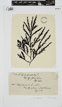 Odonthalia dentata image