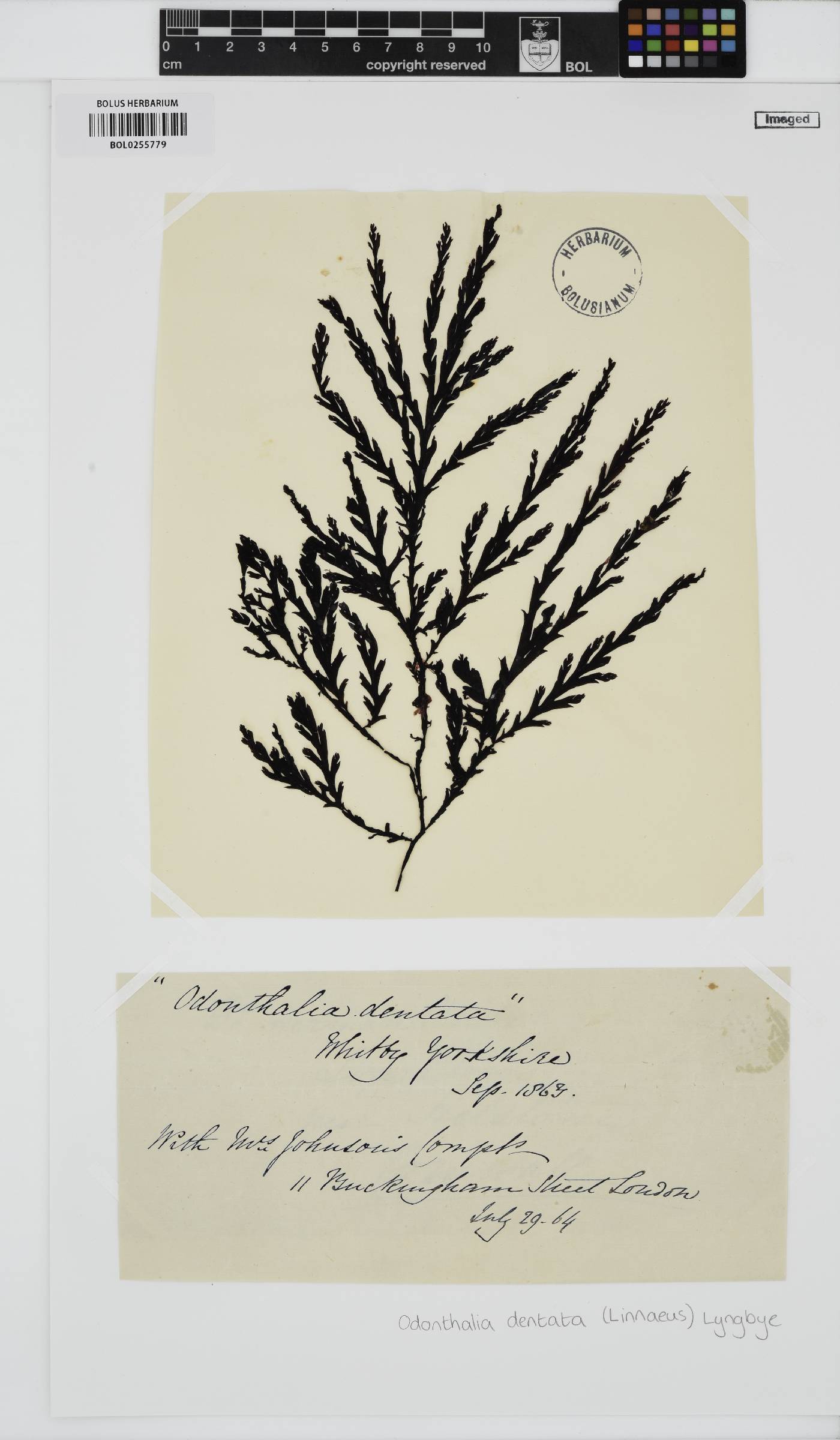Odonthalia dentata image
