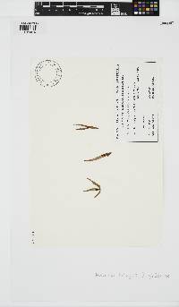Nothogenia fastigiata image