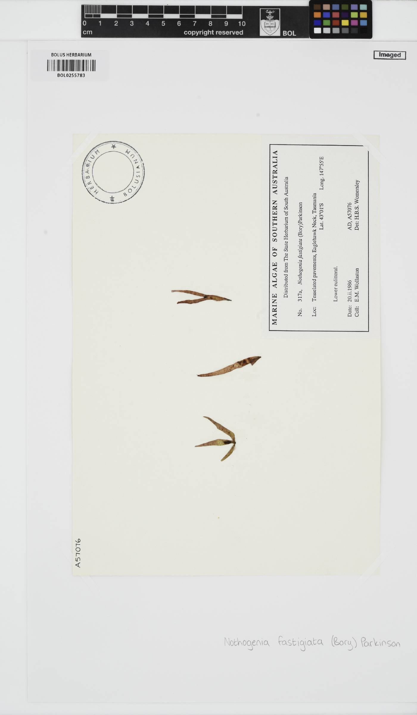 Nothogenia fastigiata image