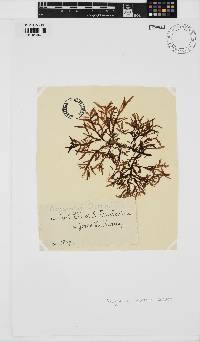 Image of Nizymenia australis