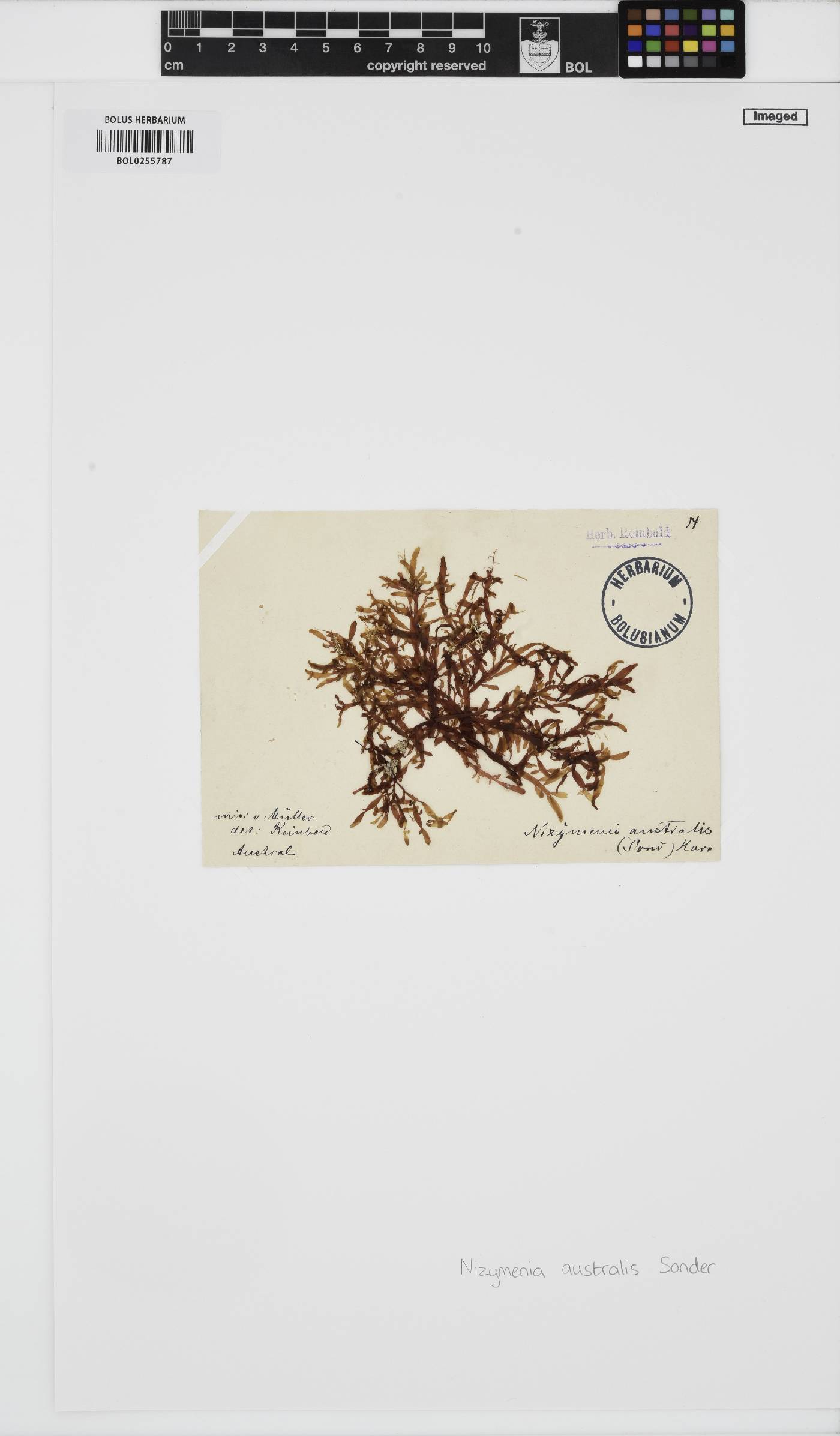 Nizymenia australis image