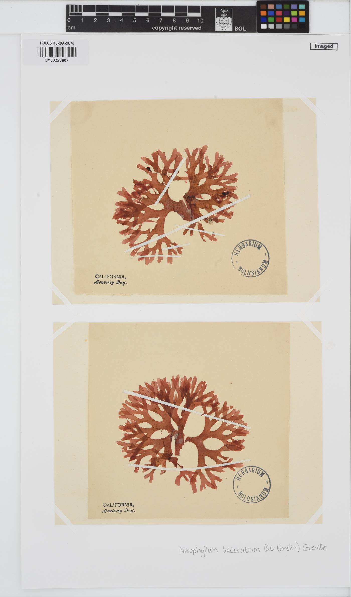 Cryptopleura ramosa image