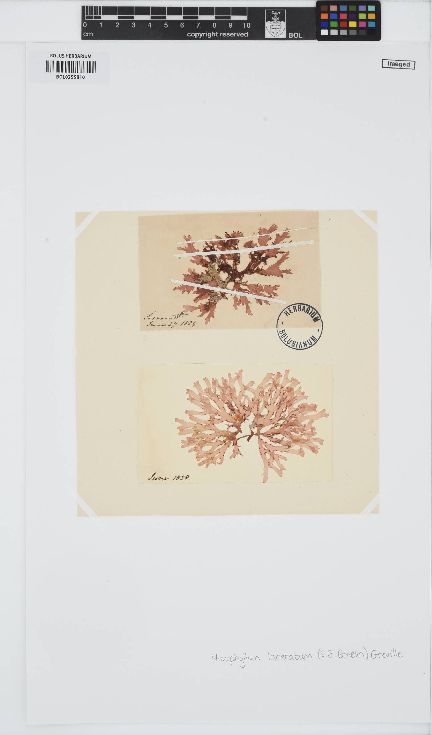 Cryptopleura ramosa image