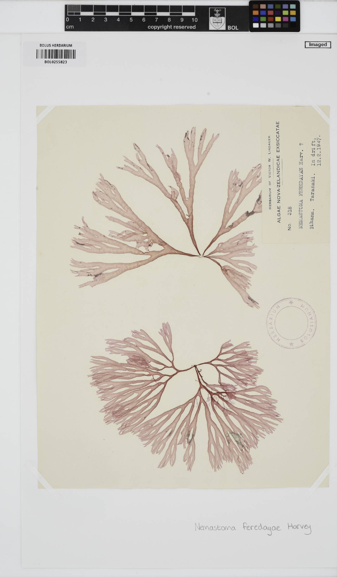 Tsengia feredayae image