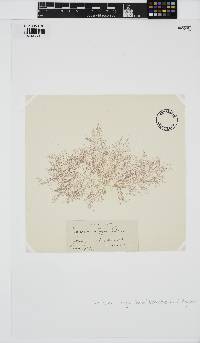 Naccaria wiggii image