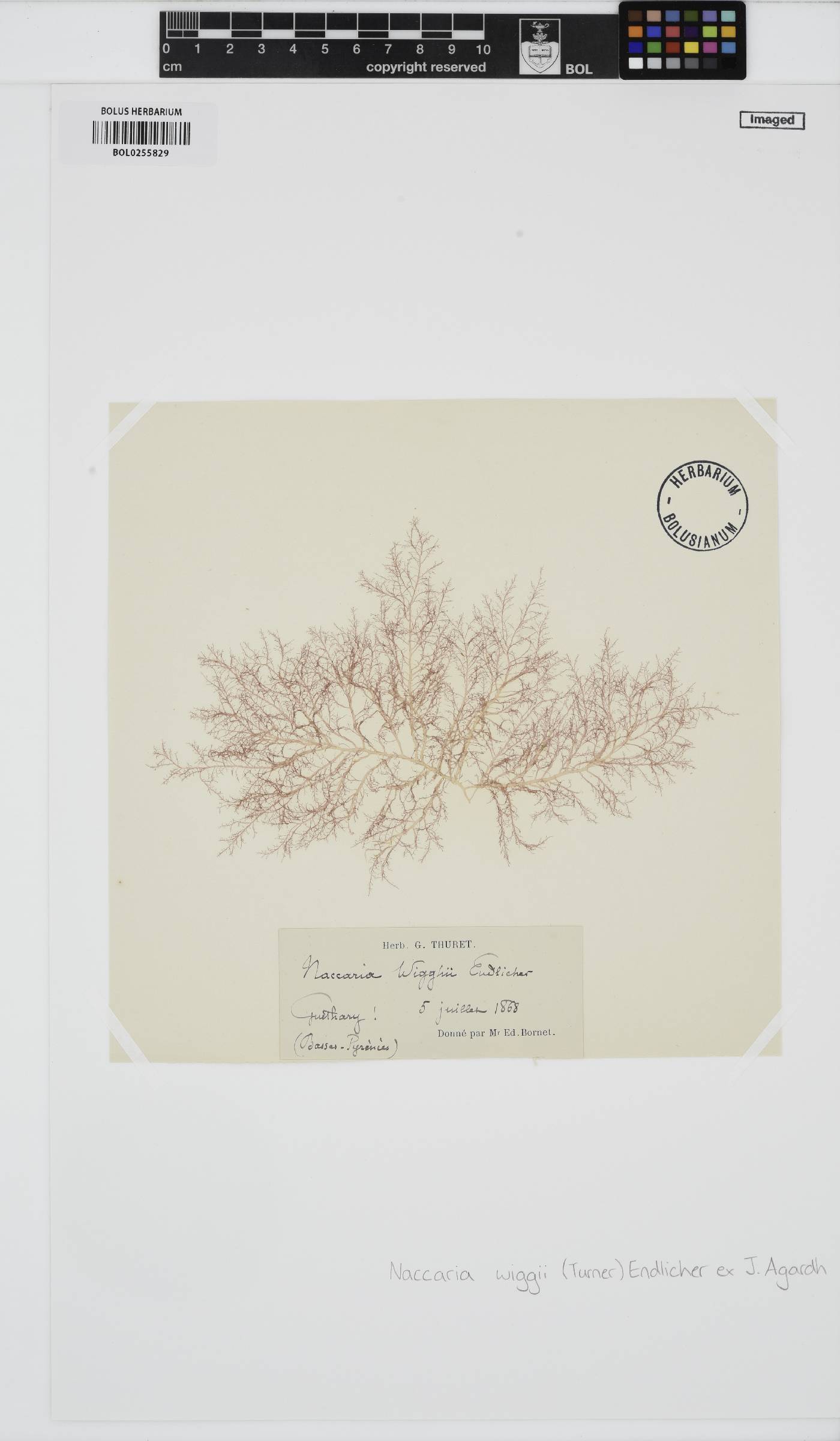 Naccaria image
