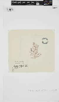 Naccaria wiggii image