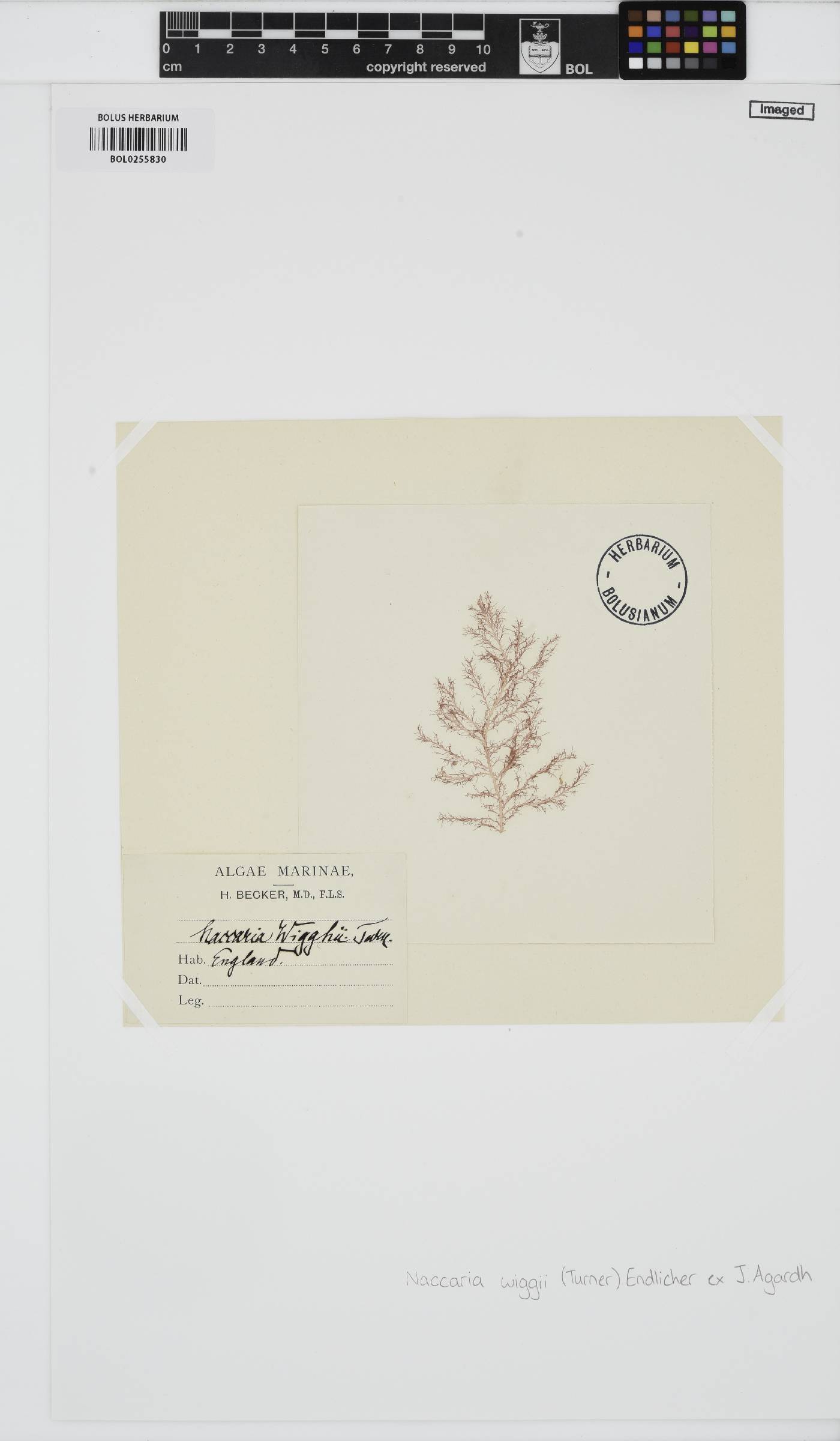 Naccaria wiggii image