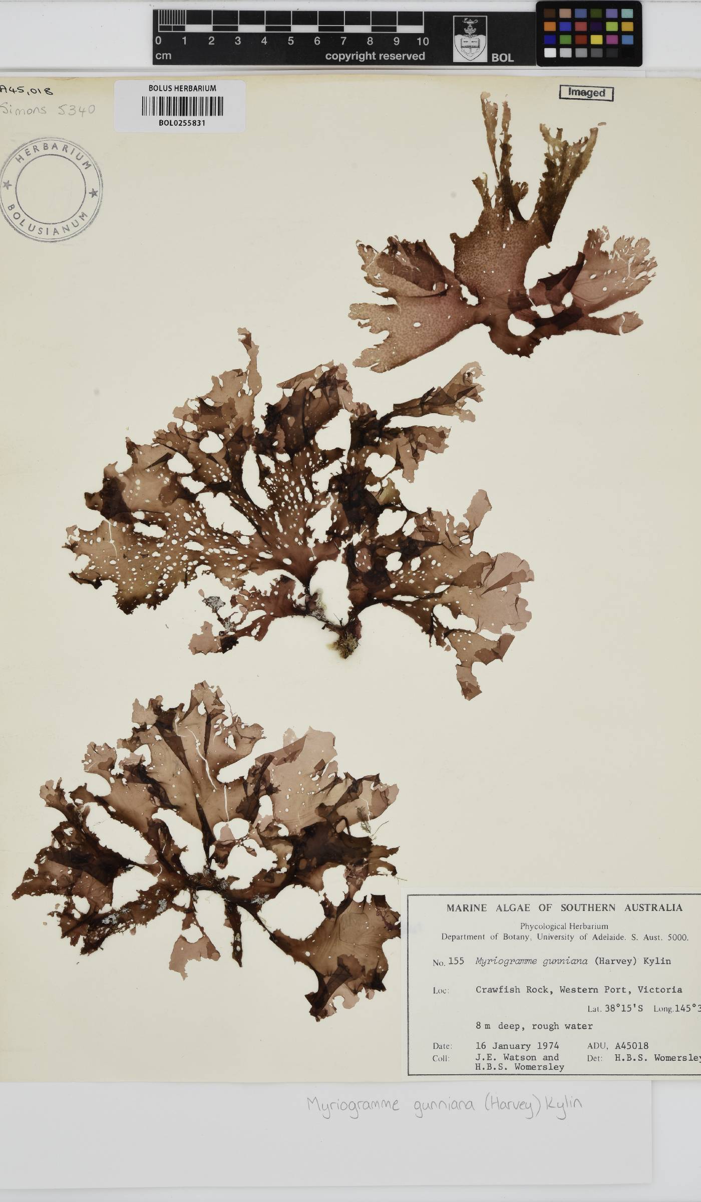 Myriogramme gunniana image