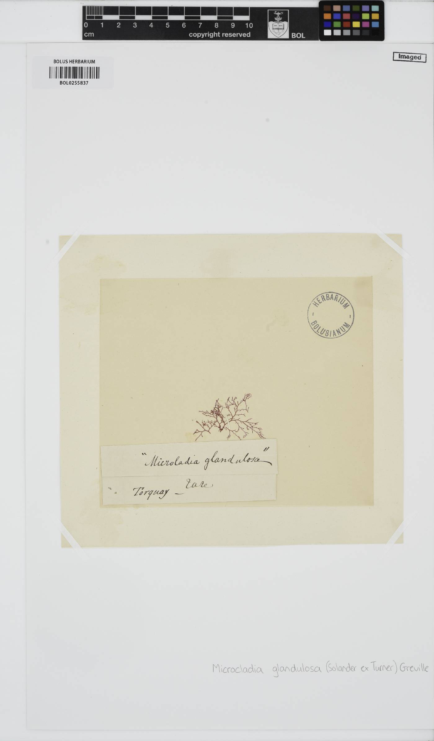 Ceramium glandulosum image