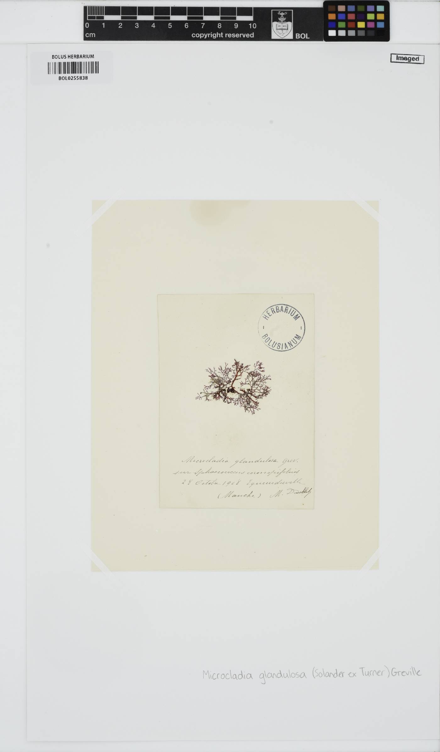 Ceramium glandulosum image