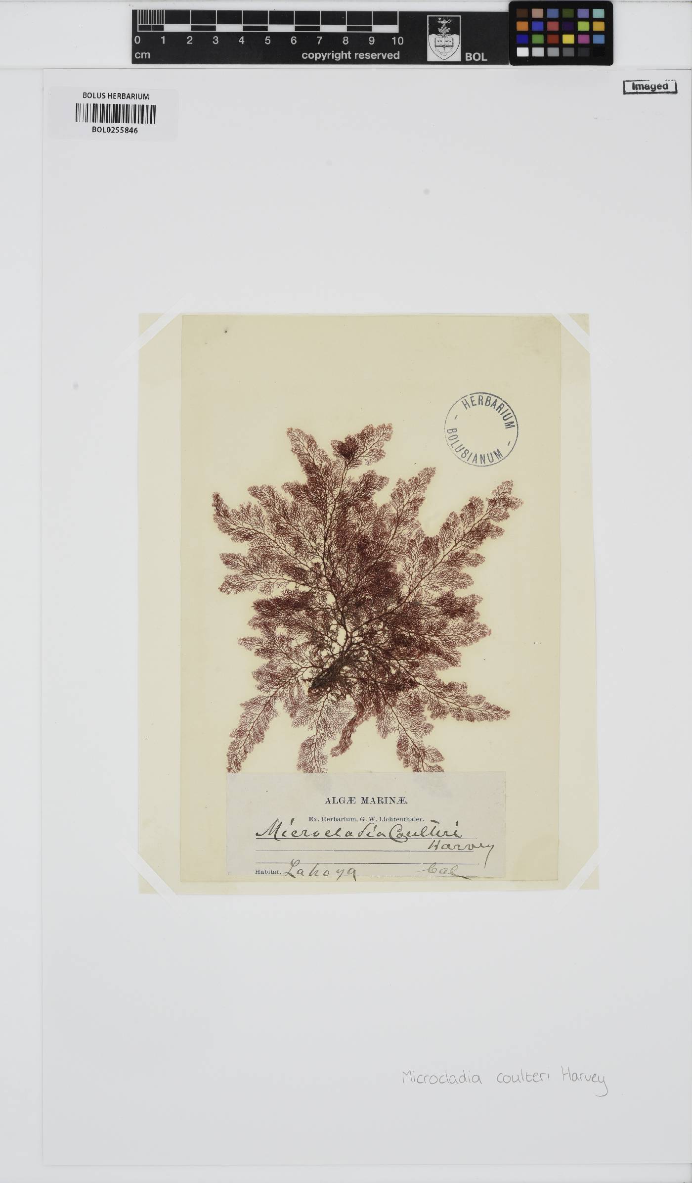 Ceramothamnion coulteri image