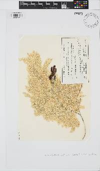 Metagoniolithon stelliferum image