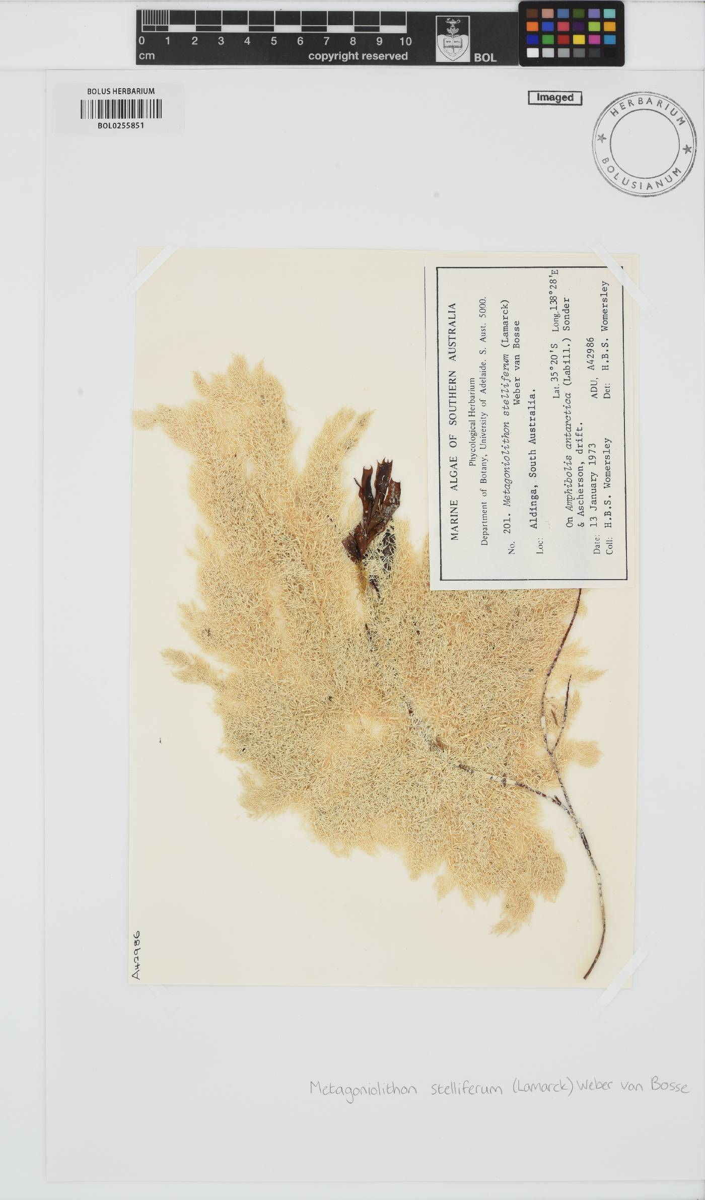 Porolithaceae image
