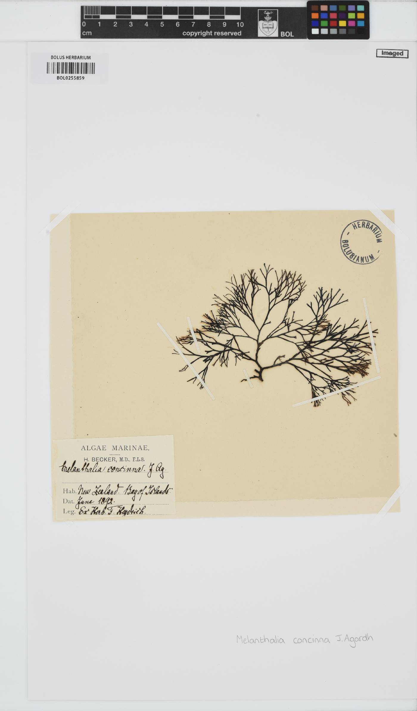 Melanthalia fastigiata image