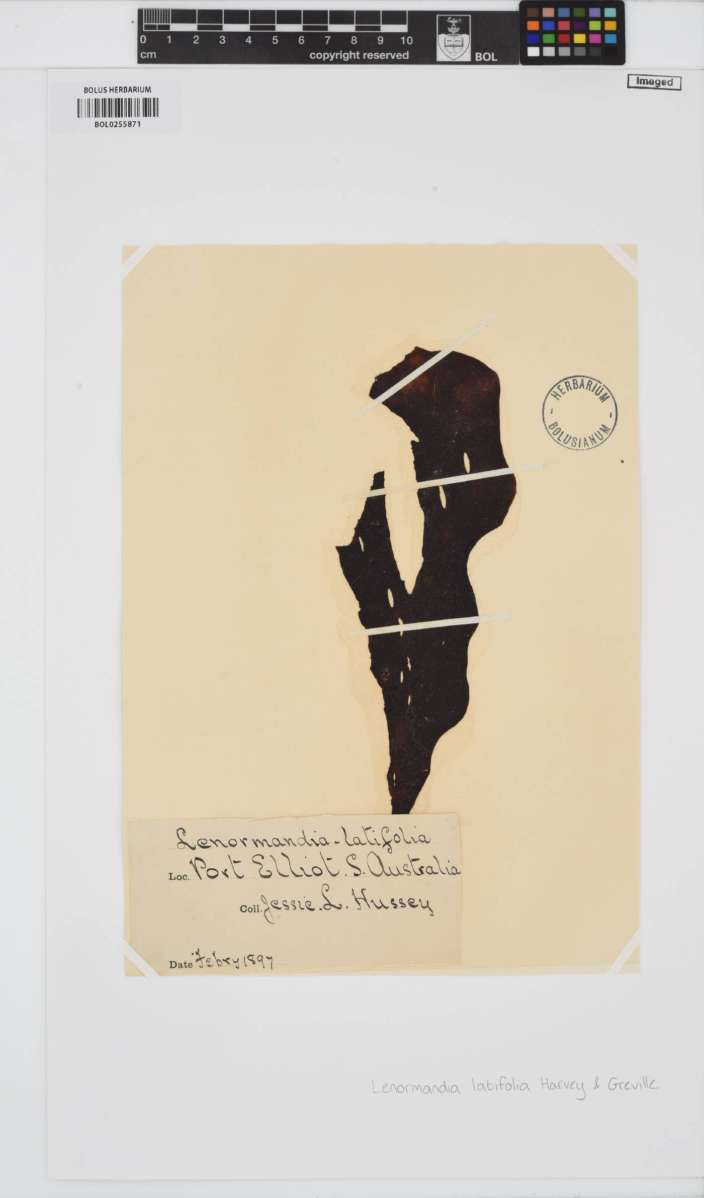 Lenormandia latifolia image