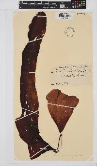 Lenormandia latifolia image