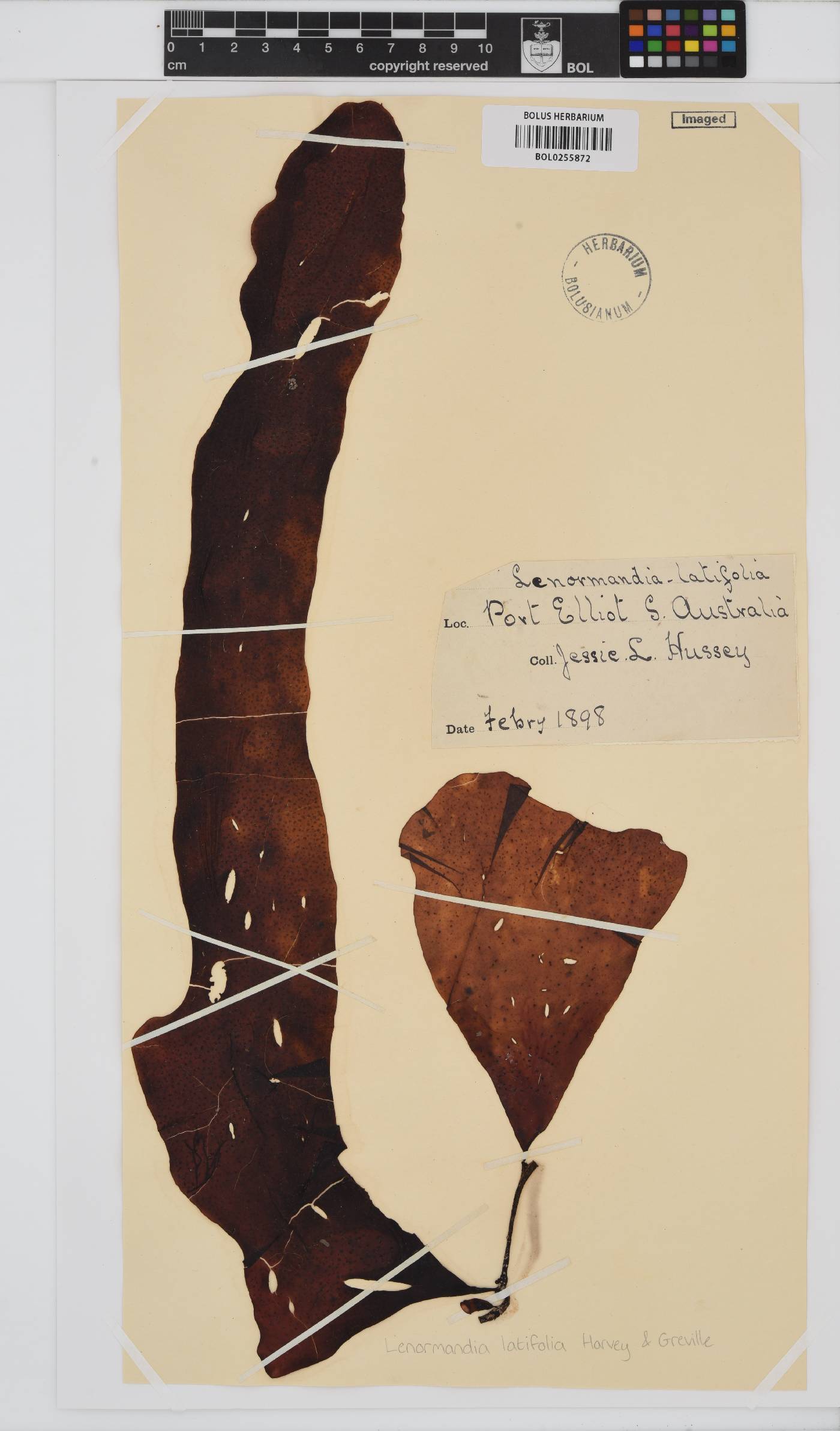 Lenormandia image
