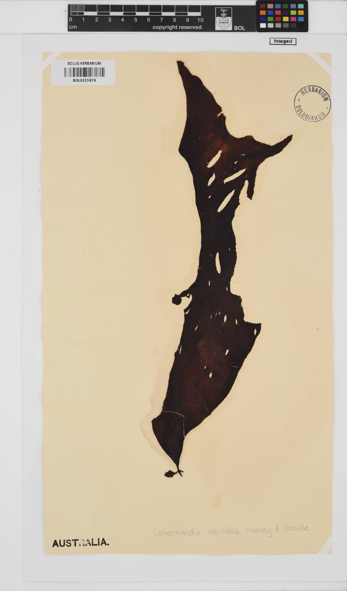 Lenormandia latifolia image