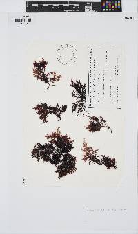 Gigartina brachiata image