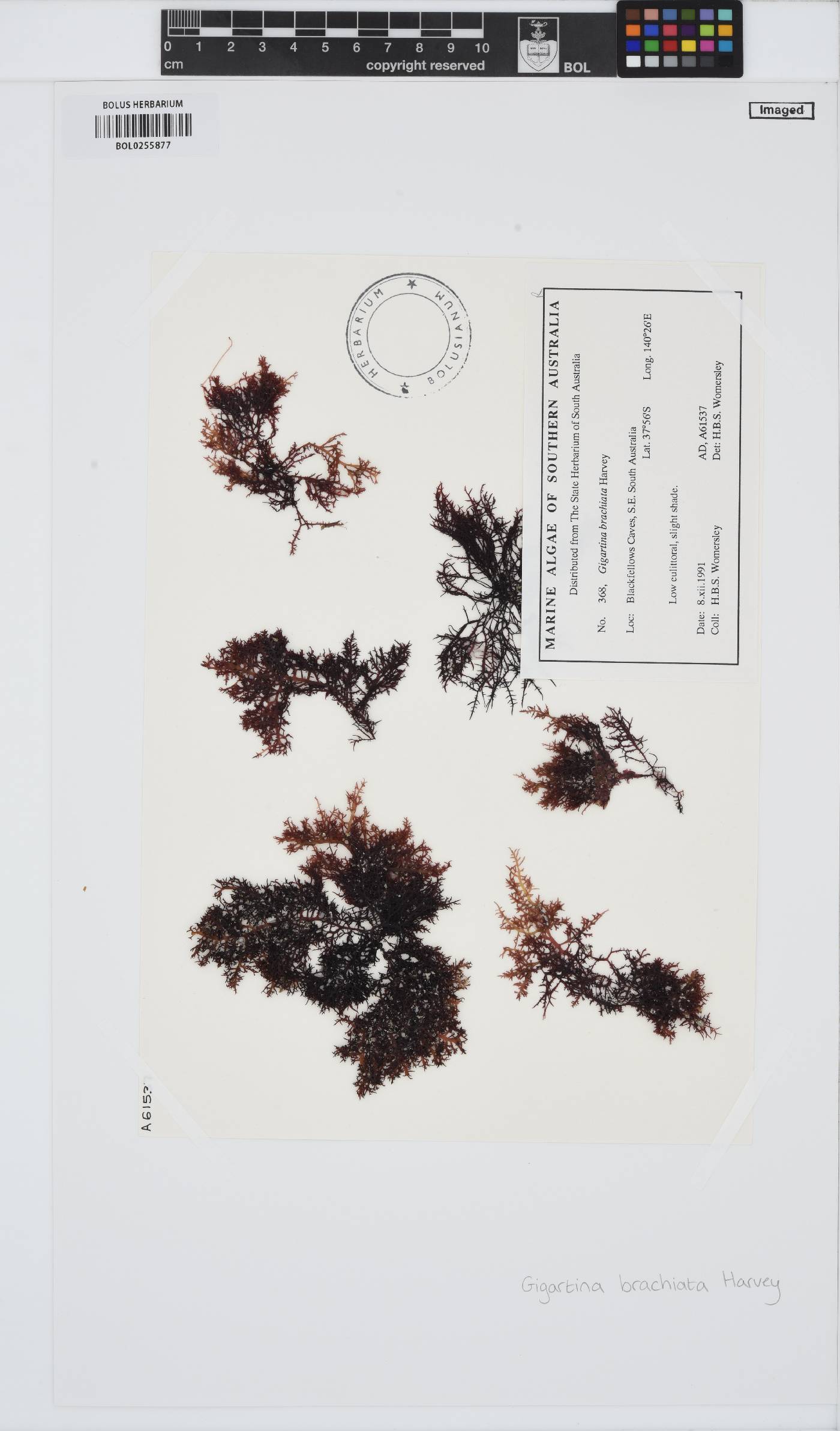 Gigartina brachiata image