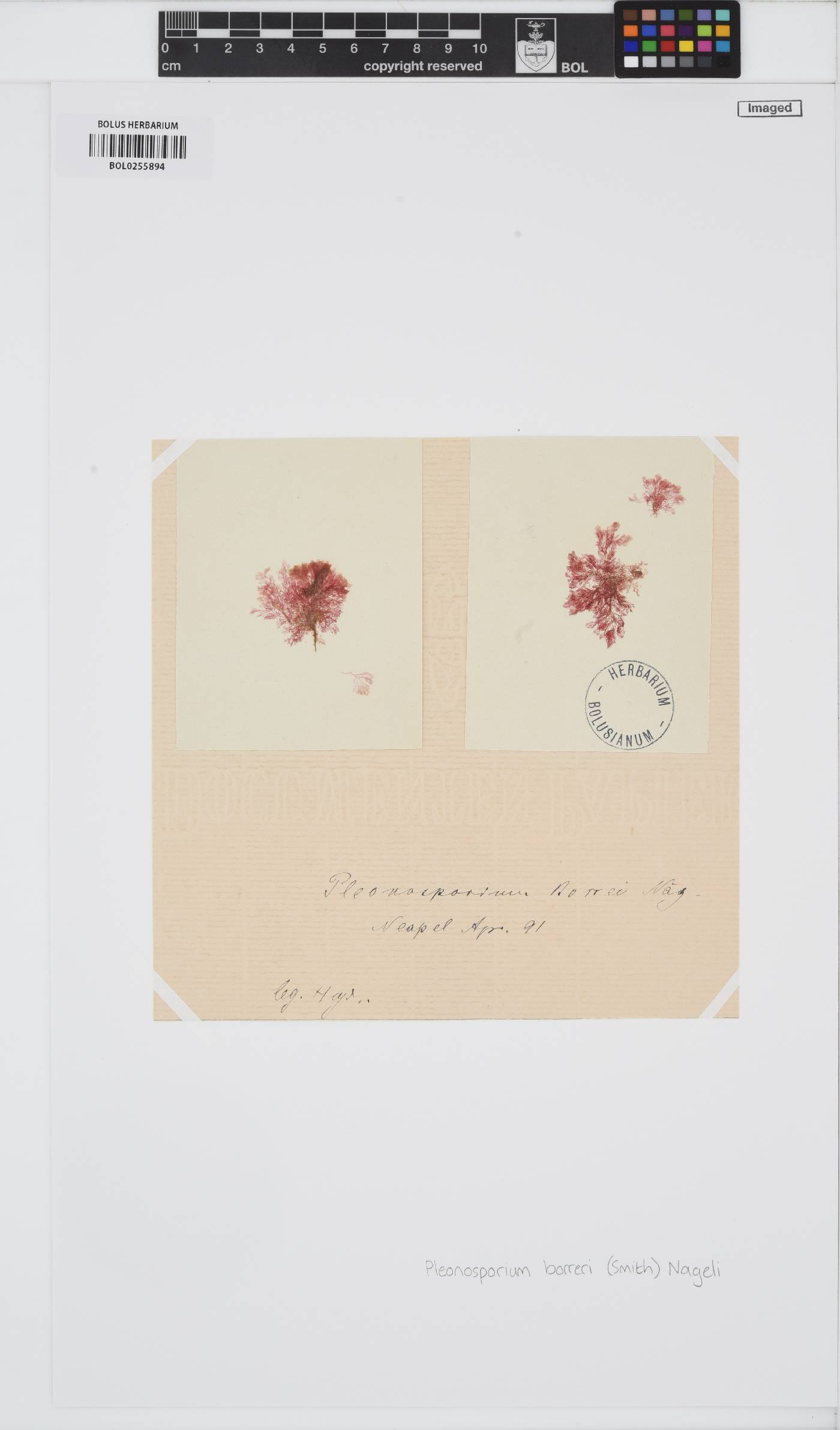 Pleonosporium borreri image