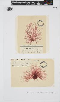 Platysiphonia intermedia image