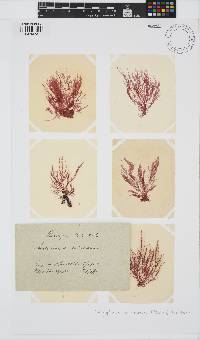 Platysiphonia intermedia image